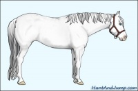 Horse Color:Brown Sabino Splash