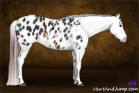 Horse Color:Brown Splash Appaloosa 