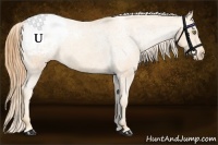 Horse Color:Gold Champagne Appaloosa 