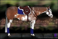 Horse Color:Bay Sabino Splash 