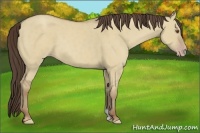 Horse Color:Classic Champagne Dun