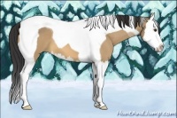 Horse Color:Buckskin Dun Splash Tobiano 