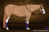 Horse Color:Chestnut Sabino