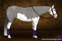 Horse Color:Grullo Roan Splash 
