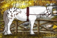 Horse Color:Brown Appaloosa