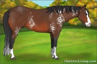 Horse Color:White Spotted Bay Splash