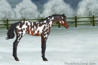 Horse Color:Brown Near Leopard