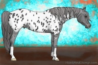 Horse Color:Black Near Leopard