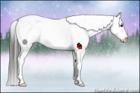 Horse Color:Black Near Fewspot