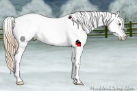 Horse Color:Liver Chestnut Appaloosa 