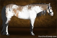 Horse Color:White Spotted Brown Dun Frame