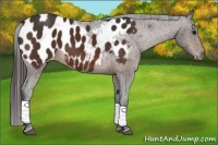 Horse Color:Bay Appaloosa