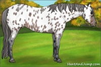 Horse Color:Bay Roan Appaloosa 