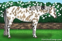 Horse Color:Brown Dun Leopard 