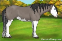 Horse Color:Grullo Splash 
