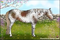 Horse Color:White Spotted Liver Chestnut 