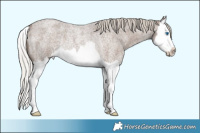 Horse Color:Silver Blue Roan Splash Rabicano 