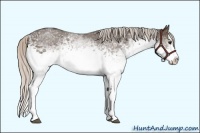 Horse Color:White Spotted Silver Black Splash