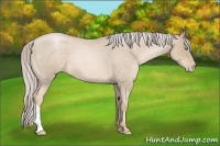 Horse Color:Chocolate Palomino Roan Pearl