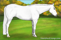 Horse Color:Gray White Spotted Bay 