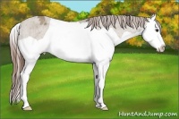 Horse Color:Classic Champagne Splash Appaloosa 