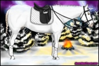 Horse Color:Gold Champagne Appaloosa 