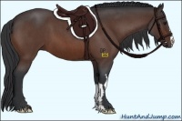 Horse Color:Bay Roan Frame