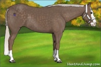 Horse Color:Silver Black Splash Rabicano 