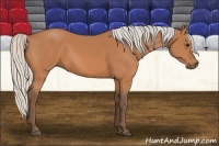 Horse Color:Silver Bay 