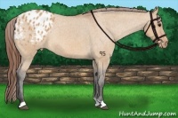 Horse Color:Bay Dun Appaloosa Rabicano