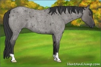 Horse Color:Grullo Roan 