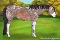 Horse Color:Bay Ice Sabino 
