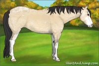 Horse Color:Bay Ice Dun Sabino 
