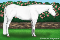 Horse Color:Gray Silver Buckskin Dun Sabino 