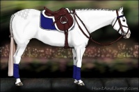 Horse Color:White Spotted Black Appaloosa