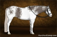 Horse Color:White Spotted Silver Black 