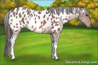Horse Color:White Spotted Bay Roan Appaloosa