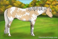 Horse Color:White Spotted Silver Buckskin 