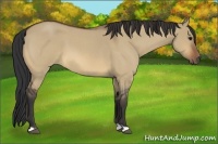 Horse Color:Bay Roan Dun