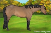 Horse Color:Bay Dun