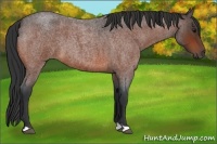 Horse Color:Bay Roan 
