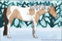 Horse Color:Amber Champagne Roan Tobiano 