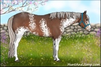 Horse Color:White Spotted Silver Bay Roan 