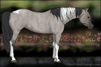 Horse Color:Grullo Roan Tobiano