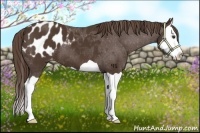 Horse Color:Liver Chestnut Splash Appaloosa 