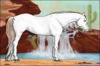 Horse Color:Chestnut Appaloosa 