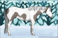Horse Color:Grullo Splash Tobiano 