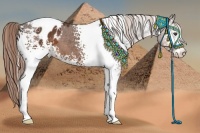 Horse Color:White Spotted Liver Chestnut Sabino Blanket 