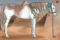 Horse Color:White Spotted Liver Red Roan Rabicano 