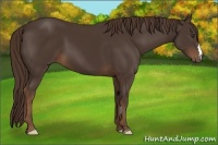 Horse Color:Liver Chestnut Frame 
